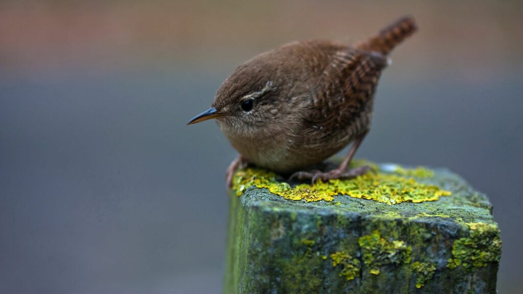 Small Bird Perched on Moss-Covered Pillar: A Serene Nature Moment Wallpaper