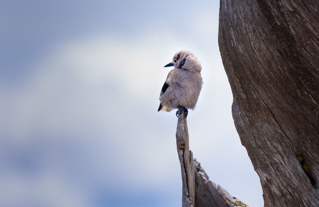 Serene Bird on Weathered Branch - Tranquil Background Wallpaper