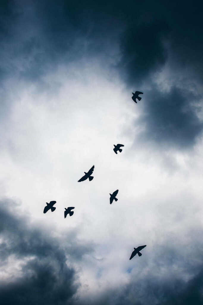 Serene Bird Silhouettes Against Moody Cloudy Sky Wallpaper