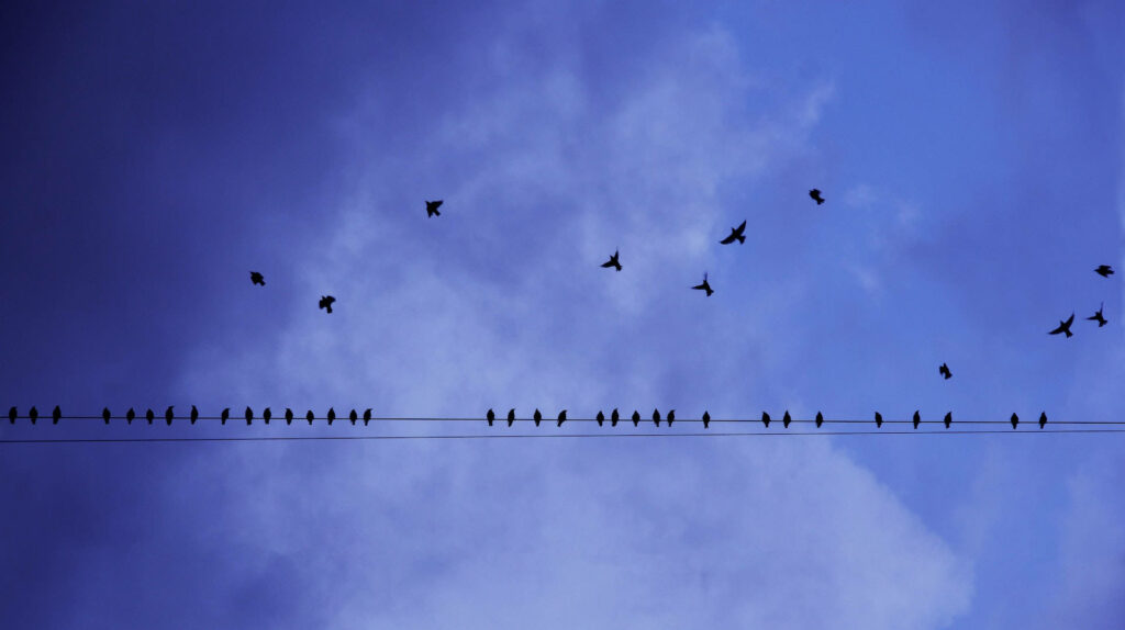 Serene Bird Wallpaper: Electric Line, Blue Sky & Clouds Background