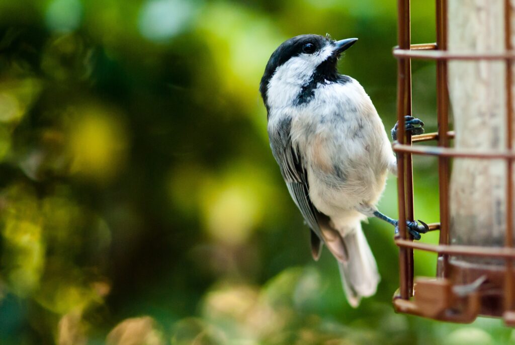 Charming Bird on Metal Structure with Blurred Green Background Wallpaper