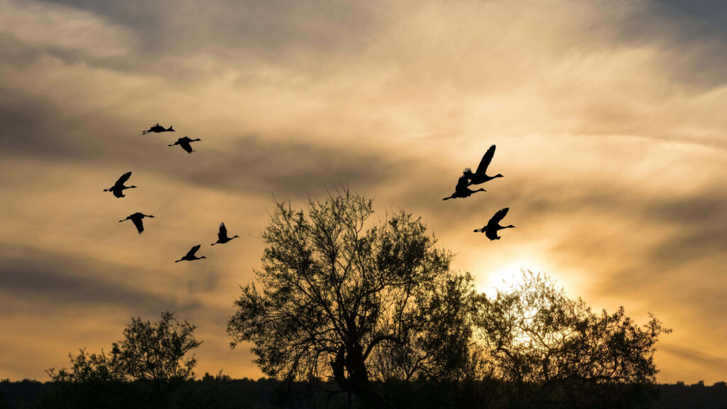 Serene Birds at Sunset: Tranquil Nature Wallpaper Background