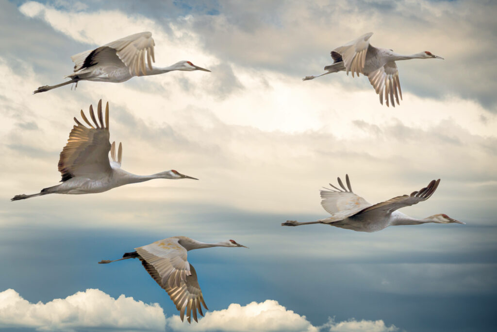 Stunning Wallpaper of Graceful Birds Soaring in a Serene Sky