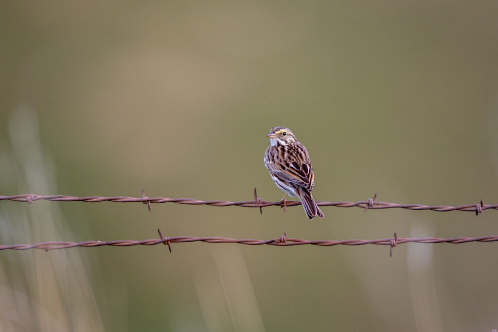 Serene Bird on Rusty Fence – Tranquil Nature Wallpaper