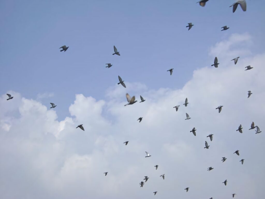 Serene Flock of Birds Wallpaper: Freedom in Blue Sky & Clouds