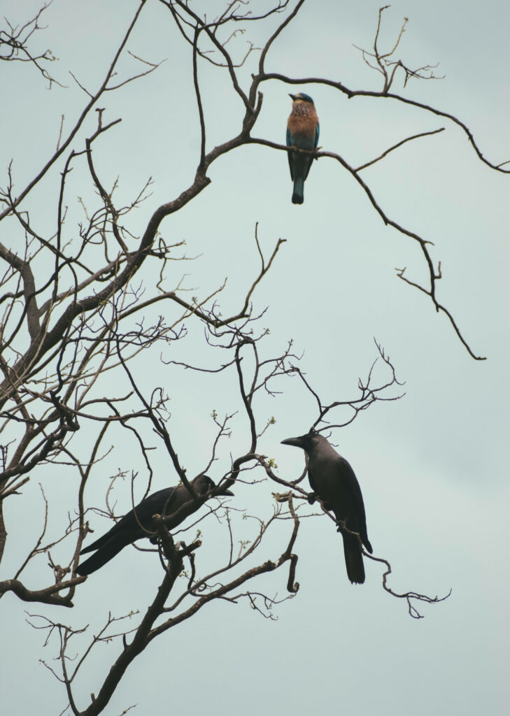 Serene Bird Silhouettes on Branches - Tranquil Nature Wallpaper