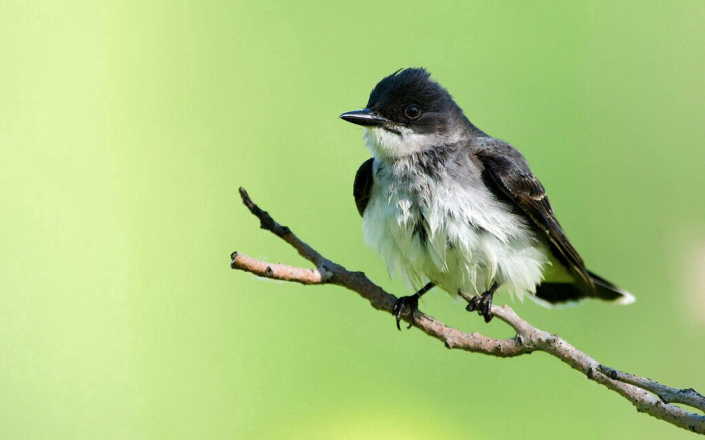 Serene Bird on Branch Wallpaper with Tranquil Green Background