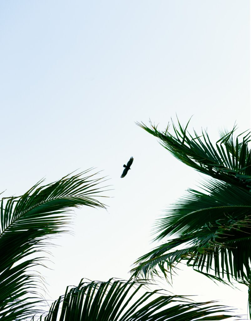Serene Bird Soaring Wallpaper: Tranquil Sky & Palm Silhouettes