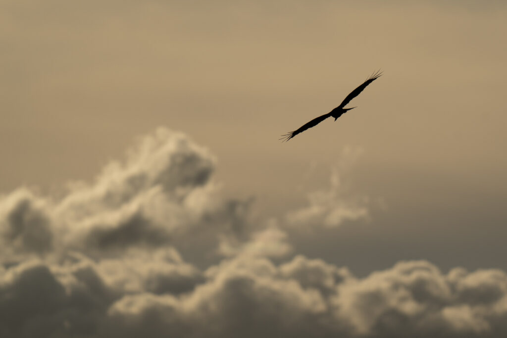 Serene Bird Silhouette Against Soft Clouds - Beautiful Sky Wallpaper