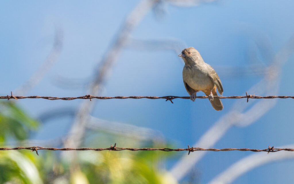 Delicate Bird on Barbed Wire: Nature's Contrast in Soft Greenery Wallpaper