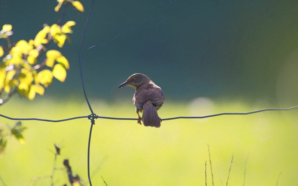 Peaceful Bird on Fence: Serene Green Blurred Background Wallpaper