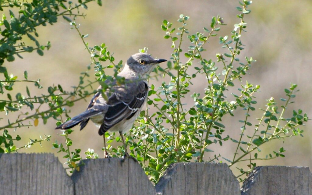 Serene Bird on Rustic Fence: Tranquil Nature Wallpaper Background