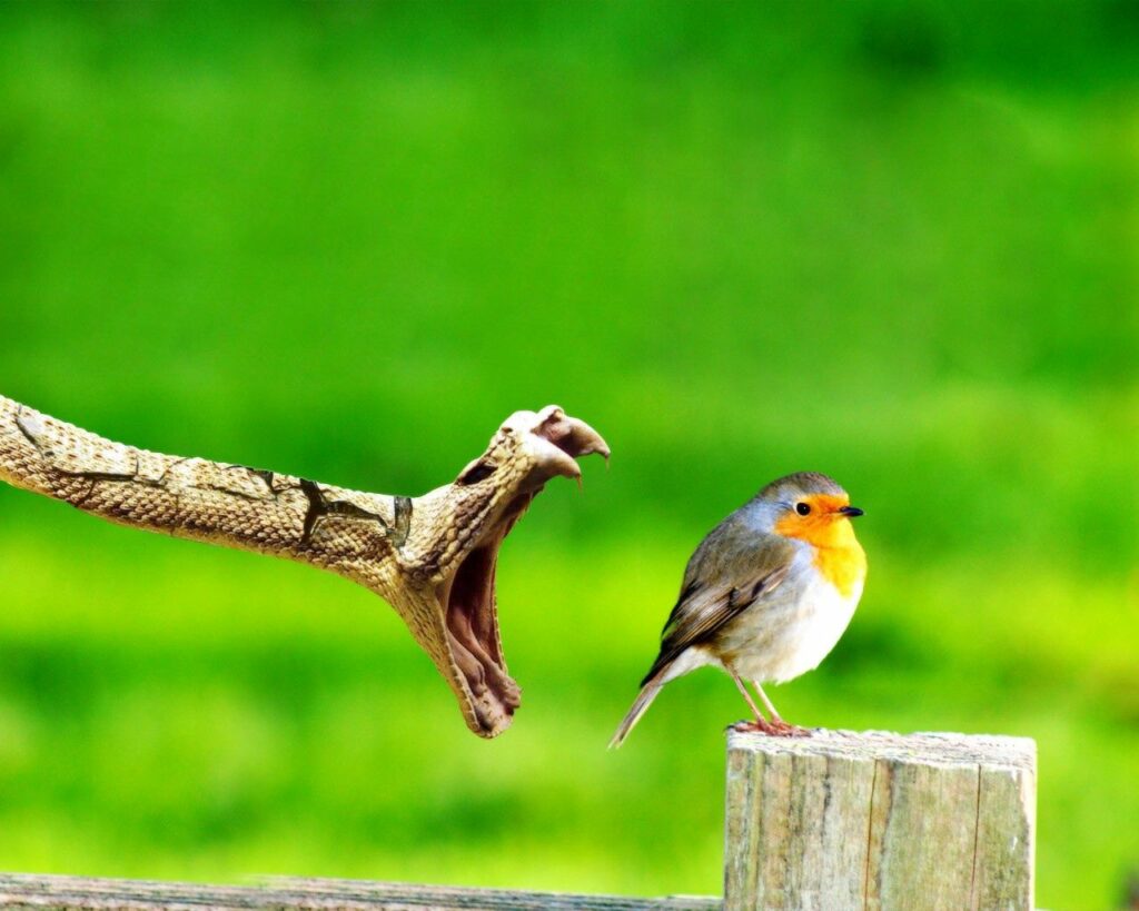 Bird on Stump vs. Snake: Tense Nature Wallpaper Background