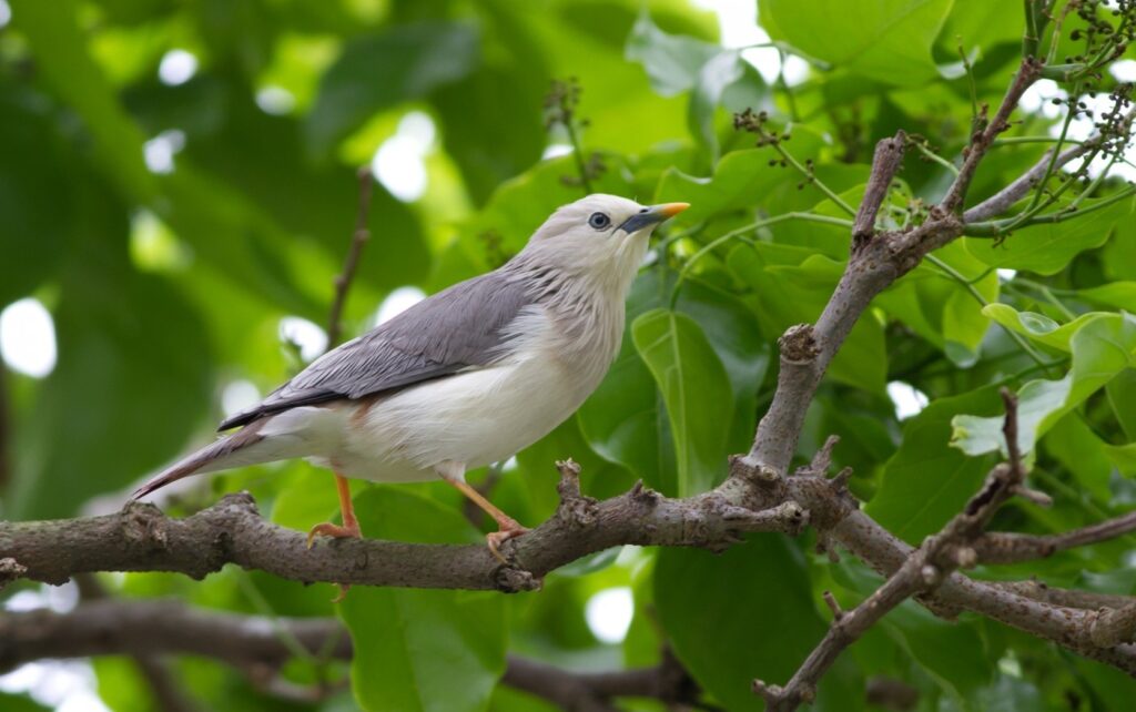 Serene Bird on Tree Branch Wallpaper - Tranquil Green Background