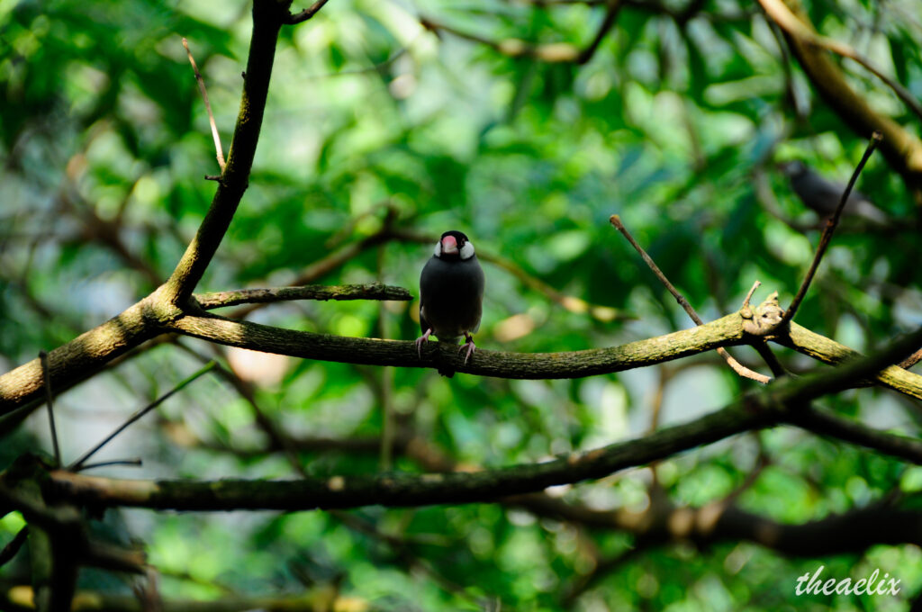 Serene Bird on Twig: Soft Focus Greenery Wallpaper