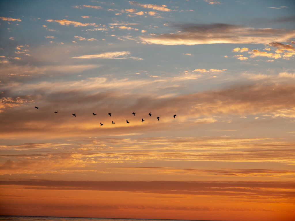 Serene HD Wallpaper: Birds Over Clouds at Vibrant Sunset