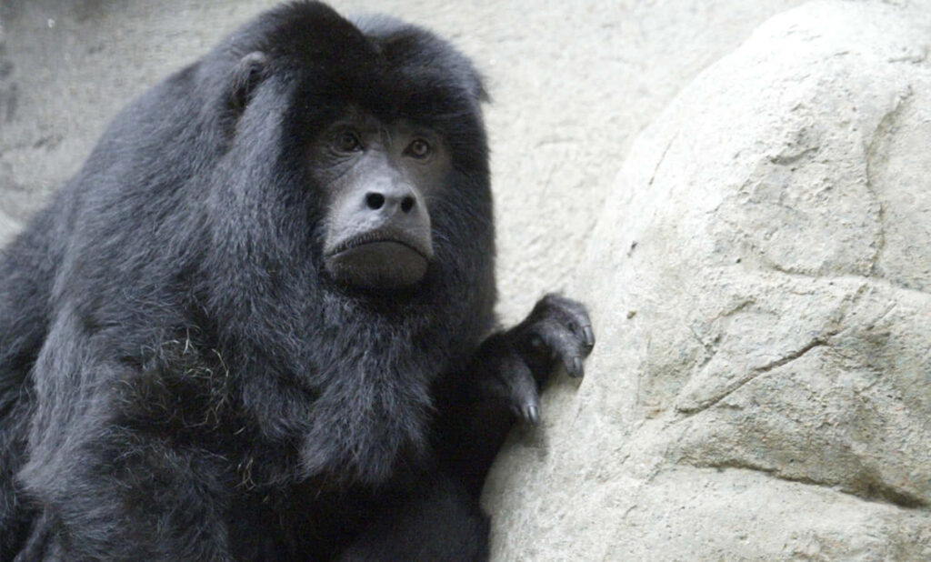Serene Black Howler Monkey Wallpaper: Wild Essence & Textures