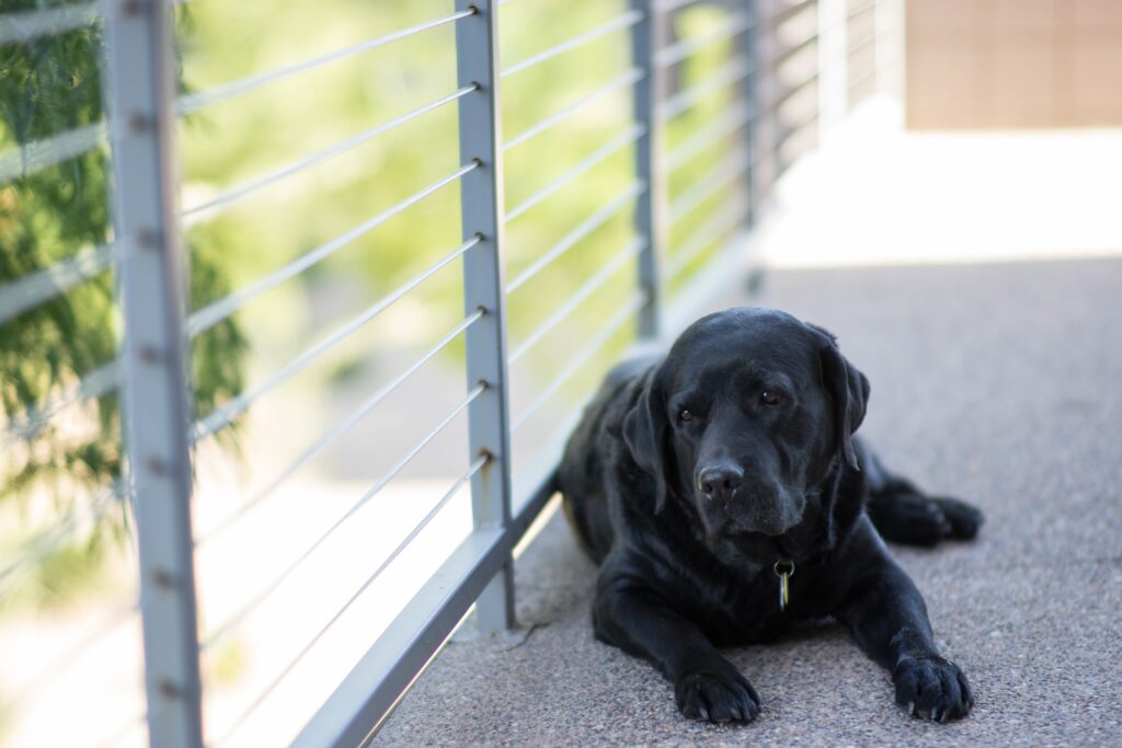 Serene Black Labrador on Sunlit Balcony: Peaceful Nature Wallpaper
