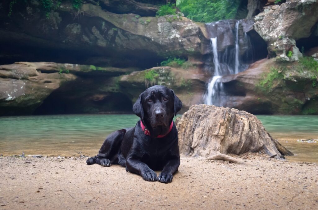 Tranquil Black Labrador on Sandy Ground by Waterfall - Serene Wallpaper