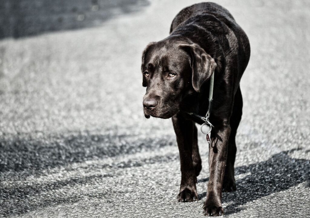 Black Labrador Retriever Walking on Textured Surface - Serene Wallpaper