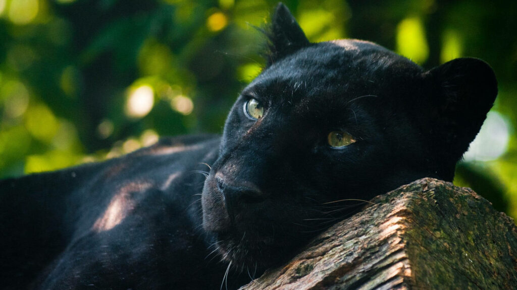 Serene Black Panther Resting on Tree Trunk - Lush Green Background Wallpaper
