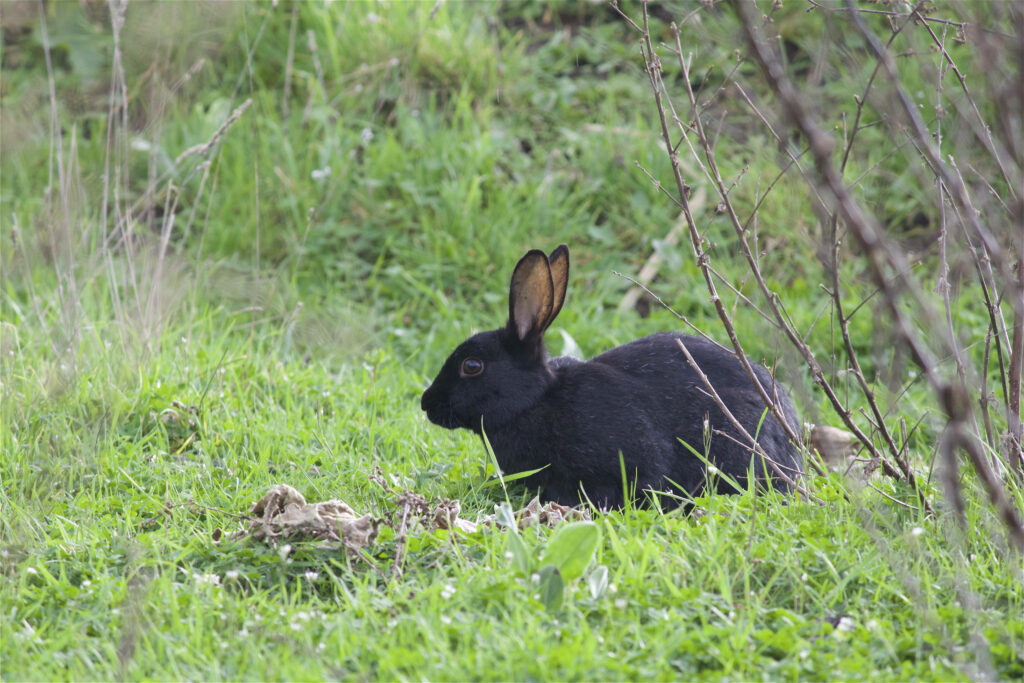 Serene Wallpaper: Black Wild Rabbit in Lush Green Nature Setting