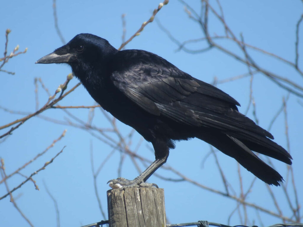 Serene Black Rook Bird on Wooden Post Against Blue Sky Wallpaper