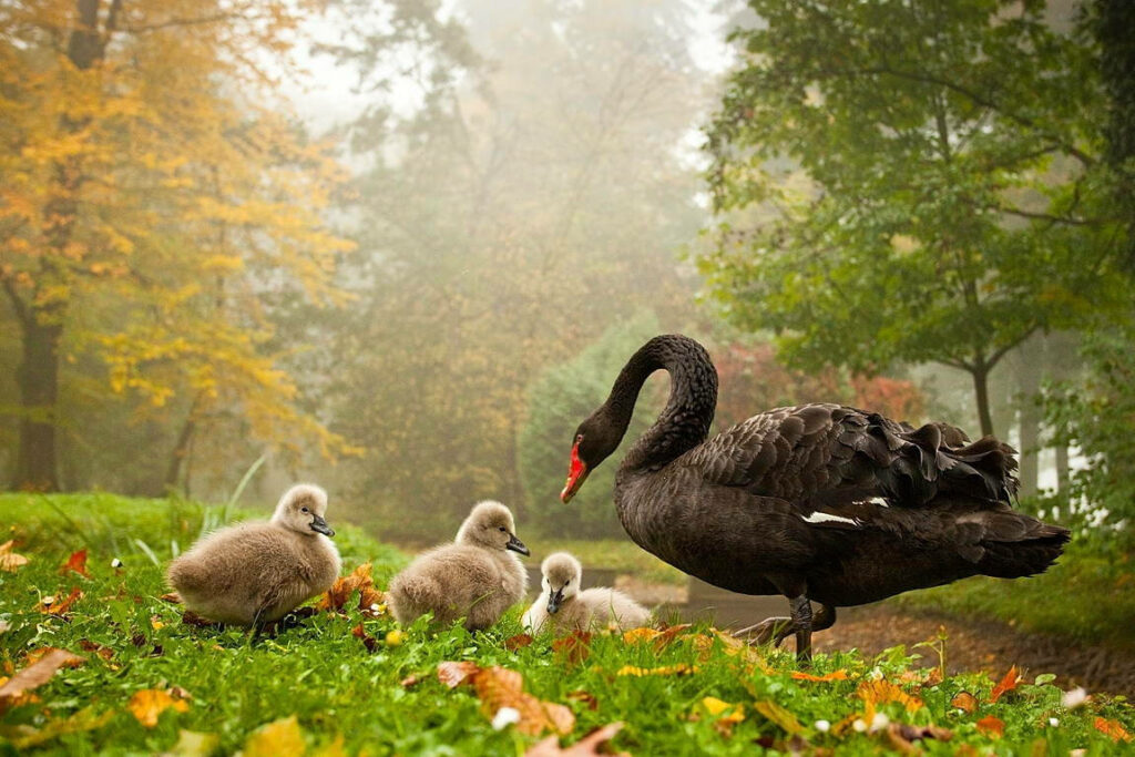Serene Black Swan & Cygnets in Misty Autumn Landscape Wallpaper