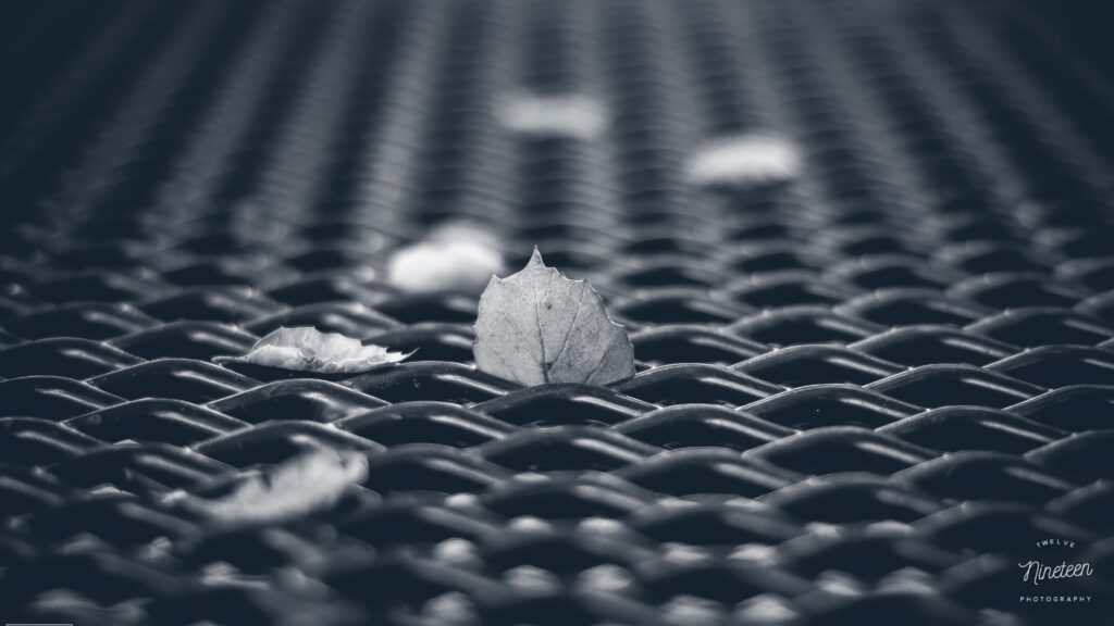 Serene Black and White Leaf Wallpaper: Macro Nature Art Background