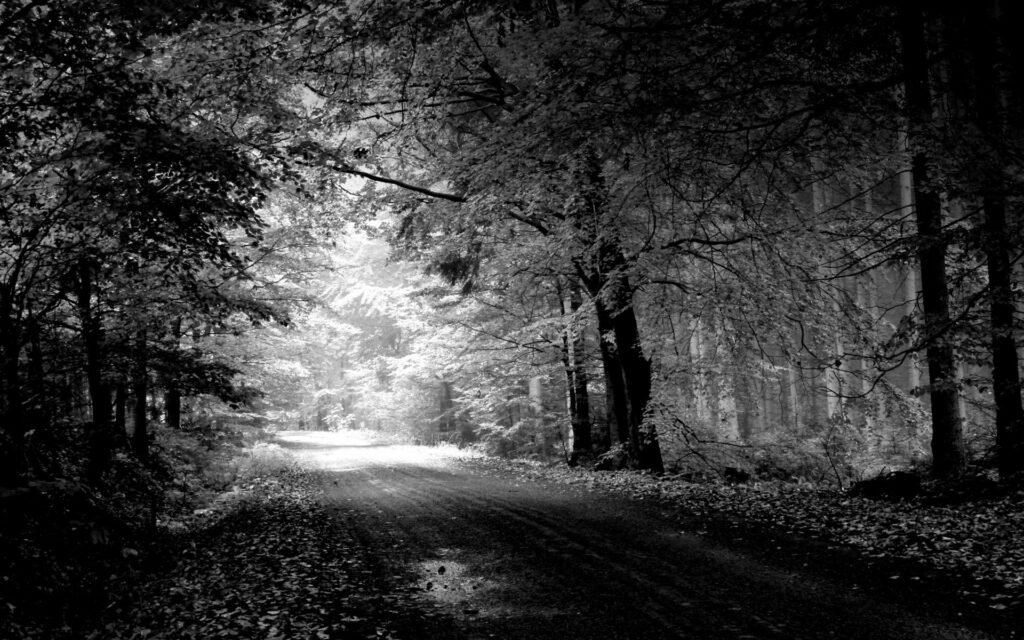Black and white autumn forest road with tall trees leaves on ground and reflective water pool Wallpaper