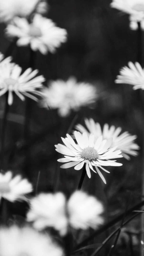 Serene Black and White Daisies Wallpaper for Android Background