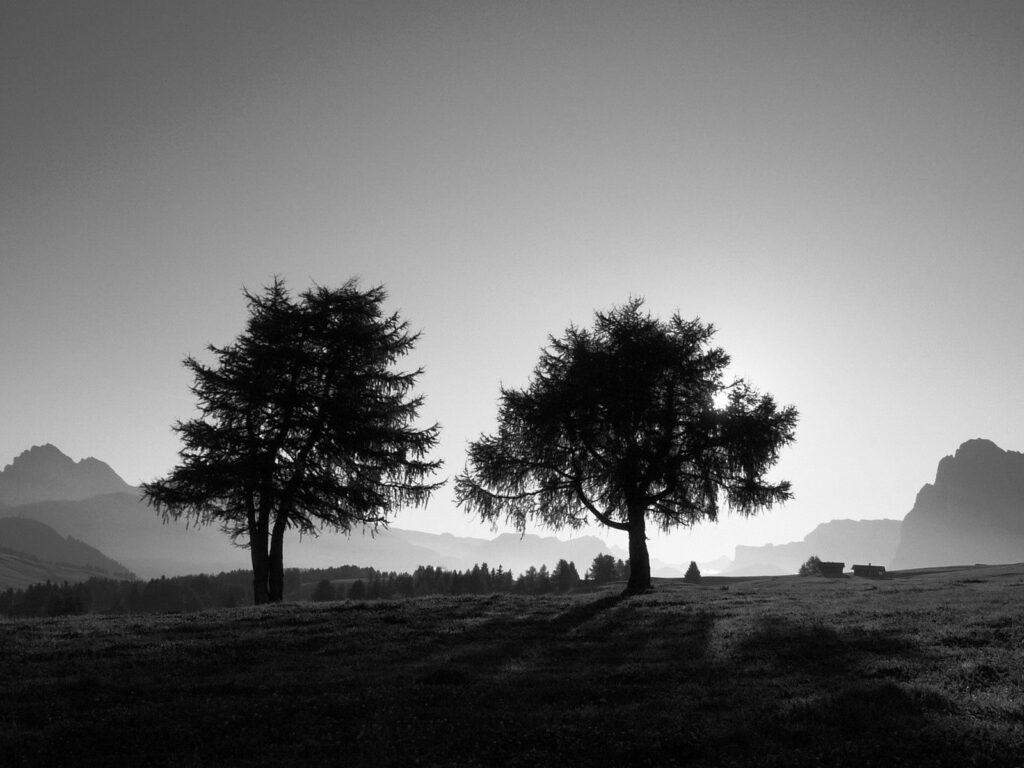 Black and white wallpaper with two tall trees on a slope and mountains in minimalist landscape