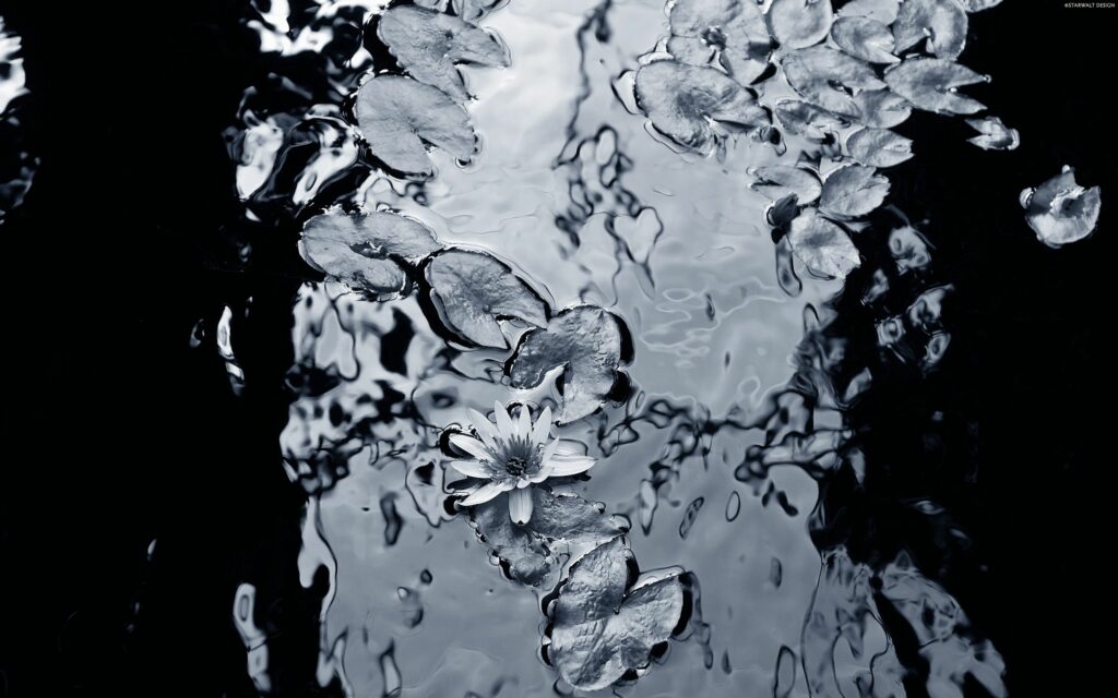 Black and white serene lily with floating water lily leaves on rippling water surface wallpaper