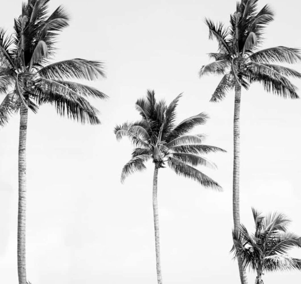 Tropical Black and White Palm Tree Mural Wallpaper for Serene Background