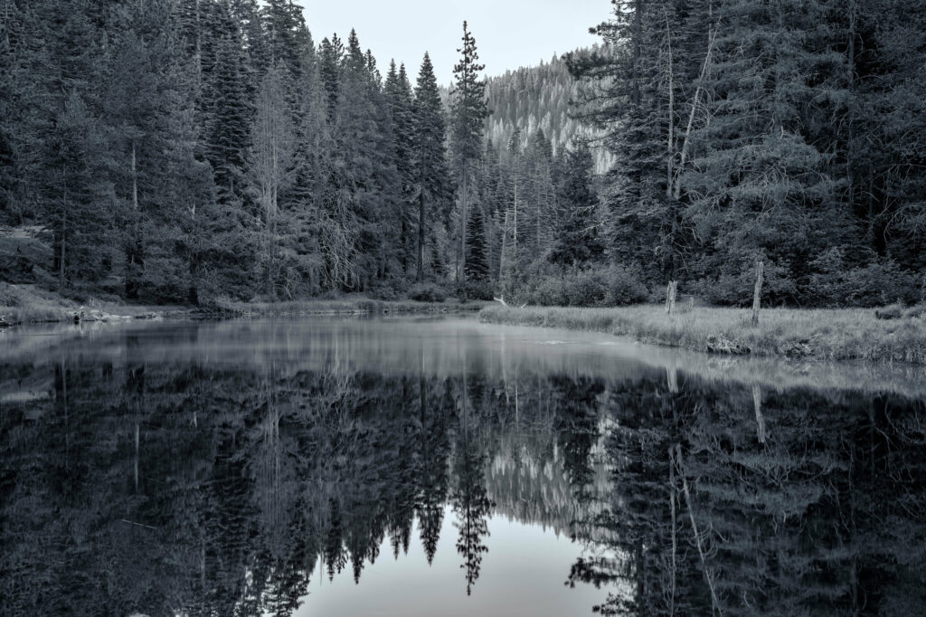 Black and white serene pond reflection with dense forest trees nature wallpaper background