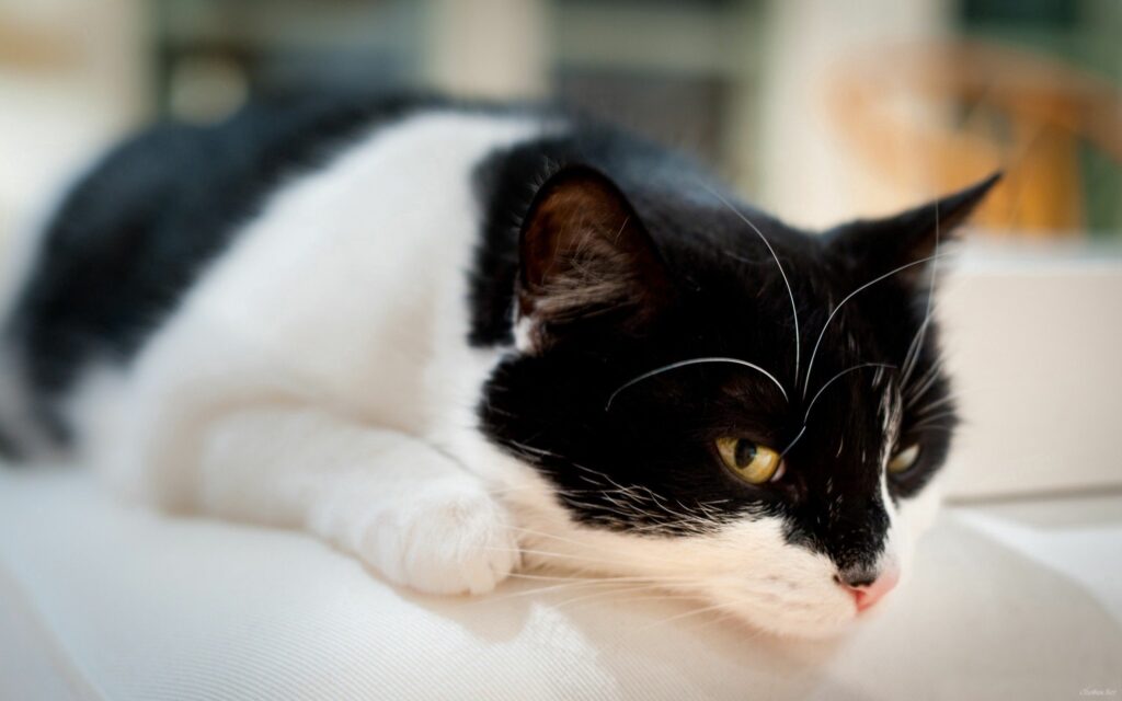 Serene Black and White Spotted Cat Wallpaper for Calm Atmosphere