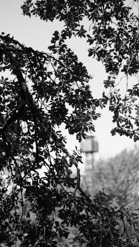 Intricate Black & White Tree Wallpaper with Serene Sky Background