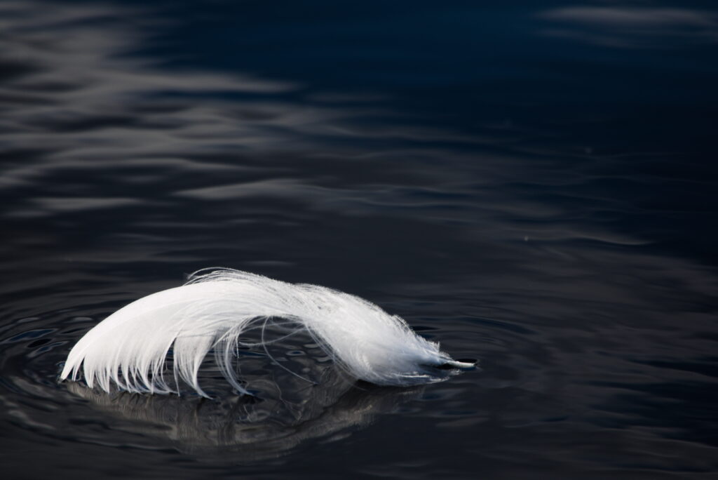 Serene Black-and-White Feather on Dark Water - Elegant Wallpaper