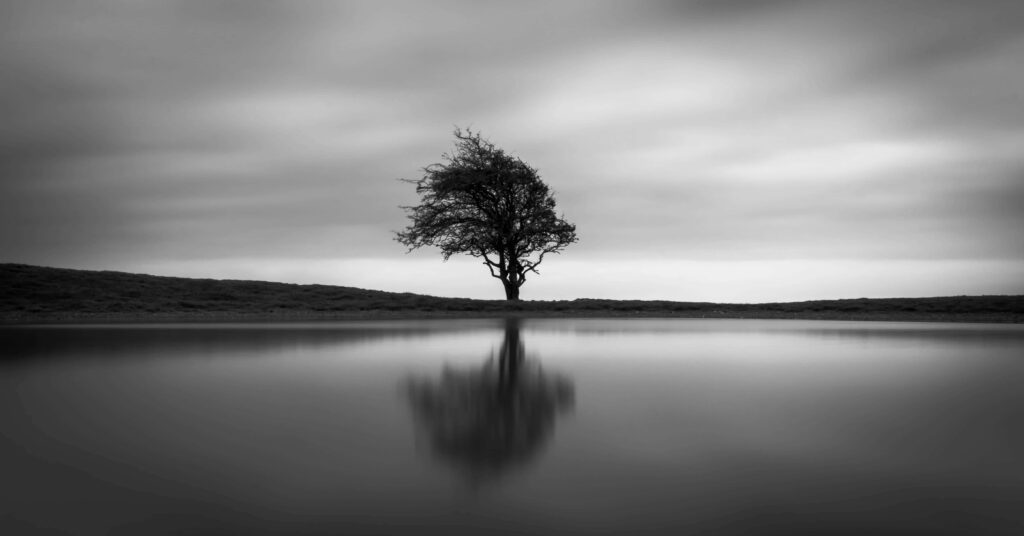 Solitary Tree Reflection: Serene Black and White Wallpaper Background