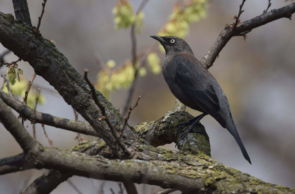 Serene Blackbird Perched on Tree Branch - Natural Foliage Background Wallpaper