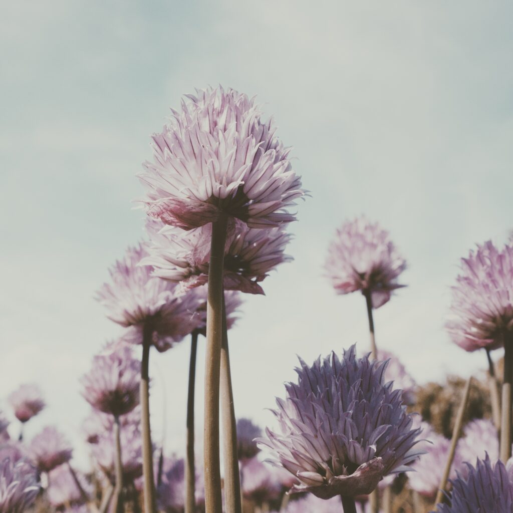 Serene Purple Flower Wallpaper with Clear Sky - High-Resolution Background