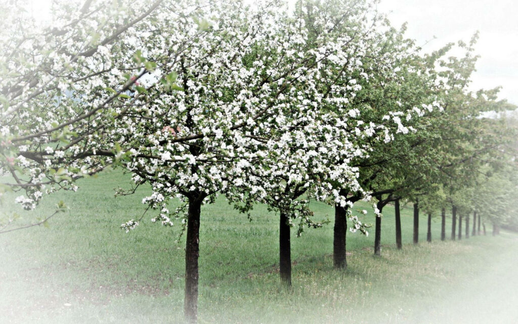 Serene Blossom Tree Wallpaper: Springtime Beauty & Misty Calm