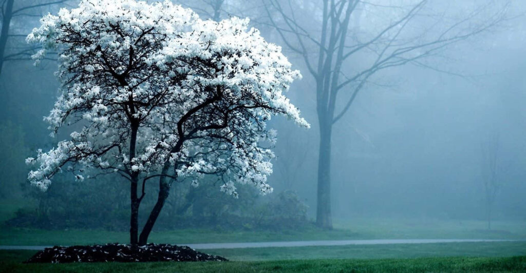 Blossoming Tree Wallpaper: Serene Springtime Nature Background