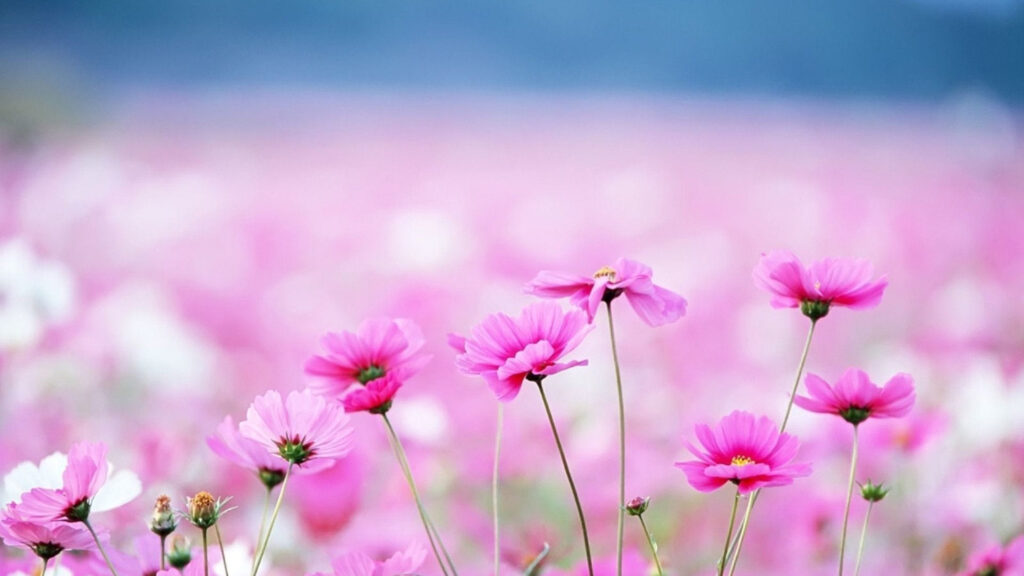 Through the Blooms: Captivating Aesthetic Spring Flower Background Wallpaper
