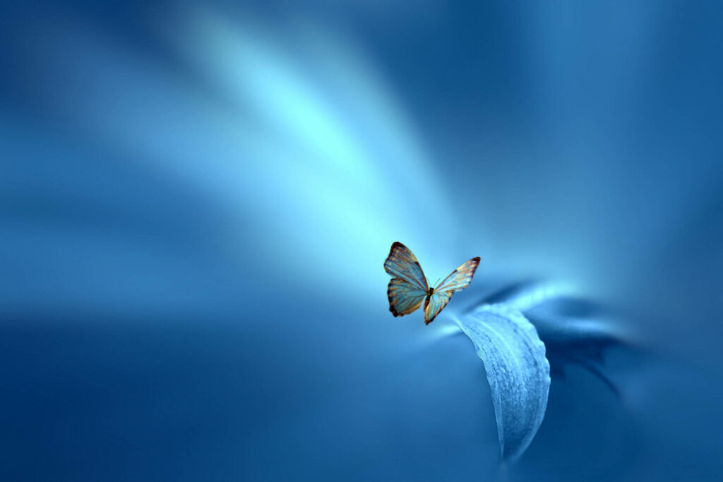 Tranquil Blue Butterfly Wallpaper for Serene Background Aesthetic