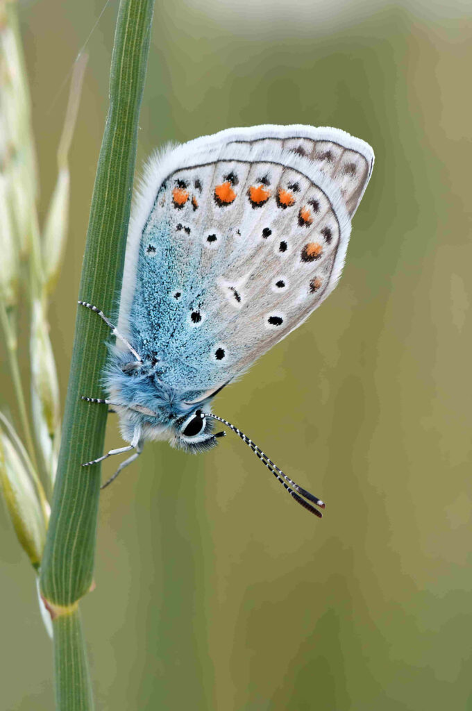 Serene Blue Butterfly Wallpaper: Vibrant Hues & Intricate Patterns