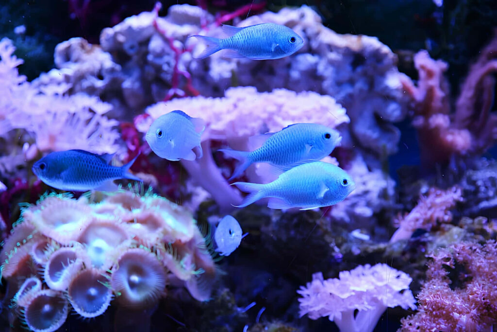 Blue Chromis fish swim among colorful corals and anemones in vibrant underwater reef scene Wallpaper
