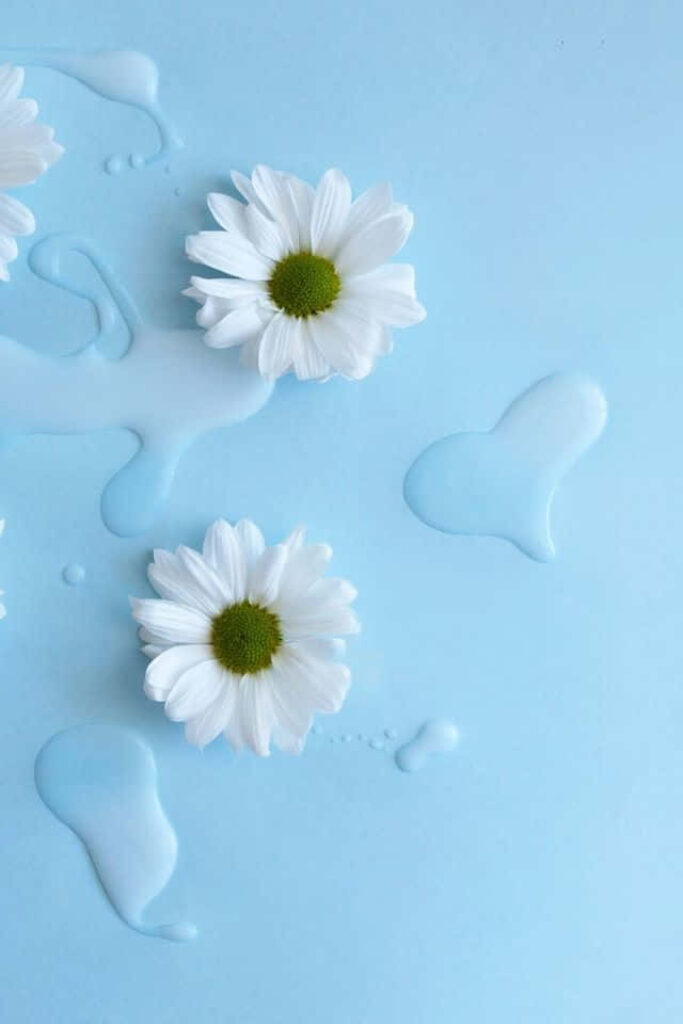 Tranquil Blue Background with Daisies and Water Drops Wallpaper