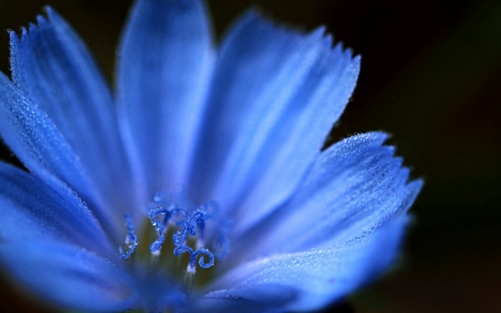 Serene Blue Flower Close-Up: Dewy Petals for Vibrant Wallpaper