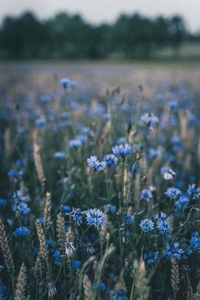 Calming Blue Flower Field: Vibrant Blooms with Soft Focus Background Wallpaper